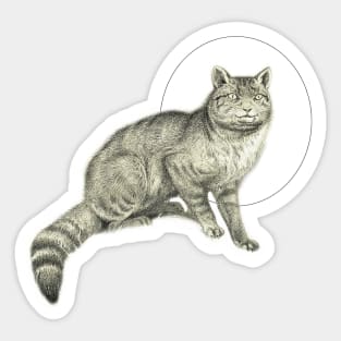 Brindle gray cat Sticker